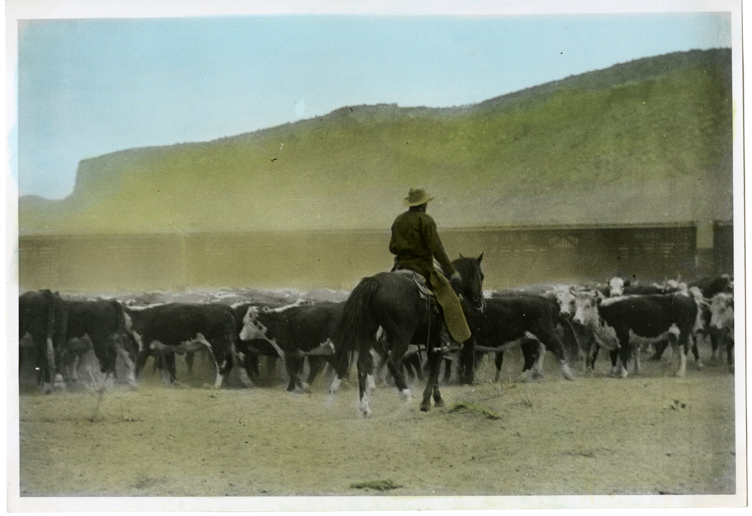 herd-of-beef